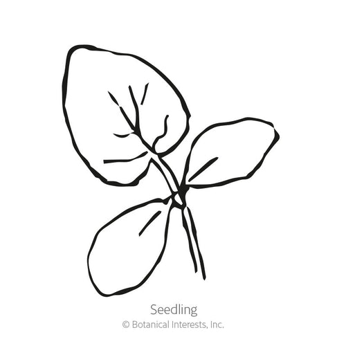 Armenian Cucumber Seeds