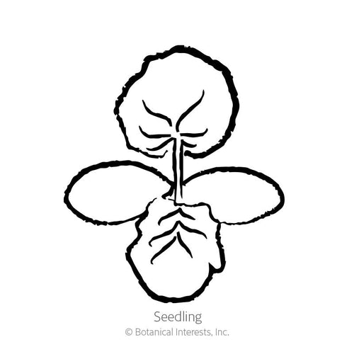 Angel Hair Winter Spaghetti Squash Seeds