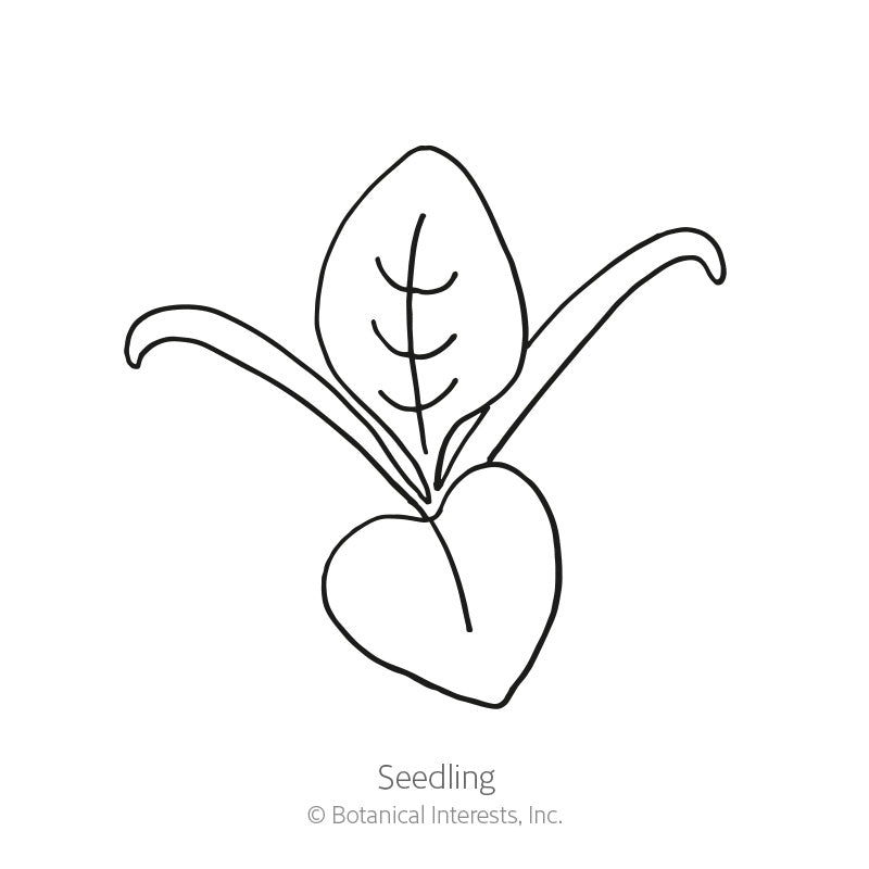 Spinach Baby Greens Seeds
