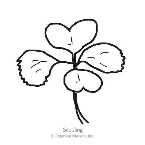 Bok Choy Choko Seeds