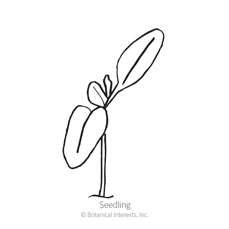 Apple Blossom Swiss Chard Blend Baby Greens Seeds