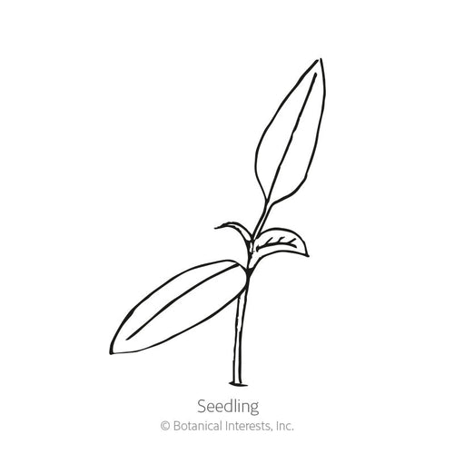Ancho/Poblano Chile Pepper Seeds