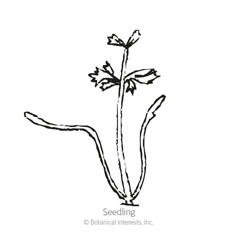 Atomic Red Carrot Seeds