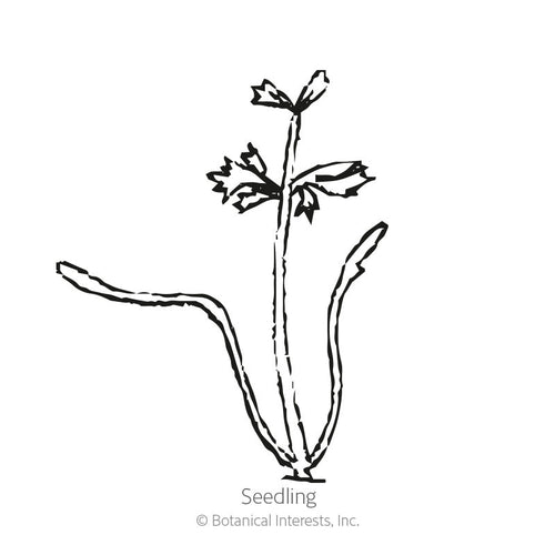 Atomic Red Carrot Seeds