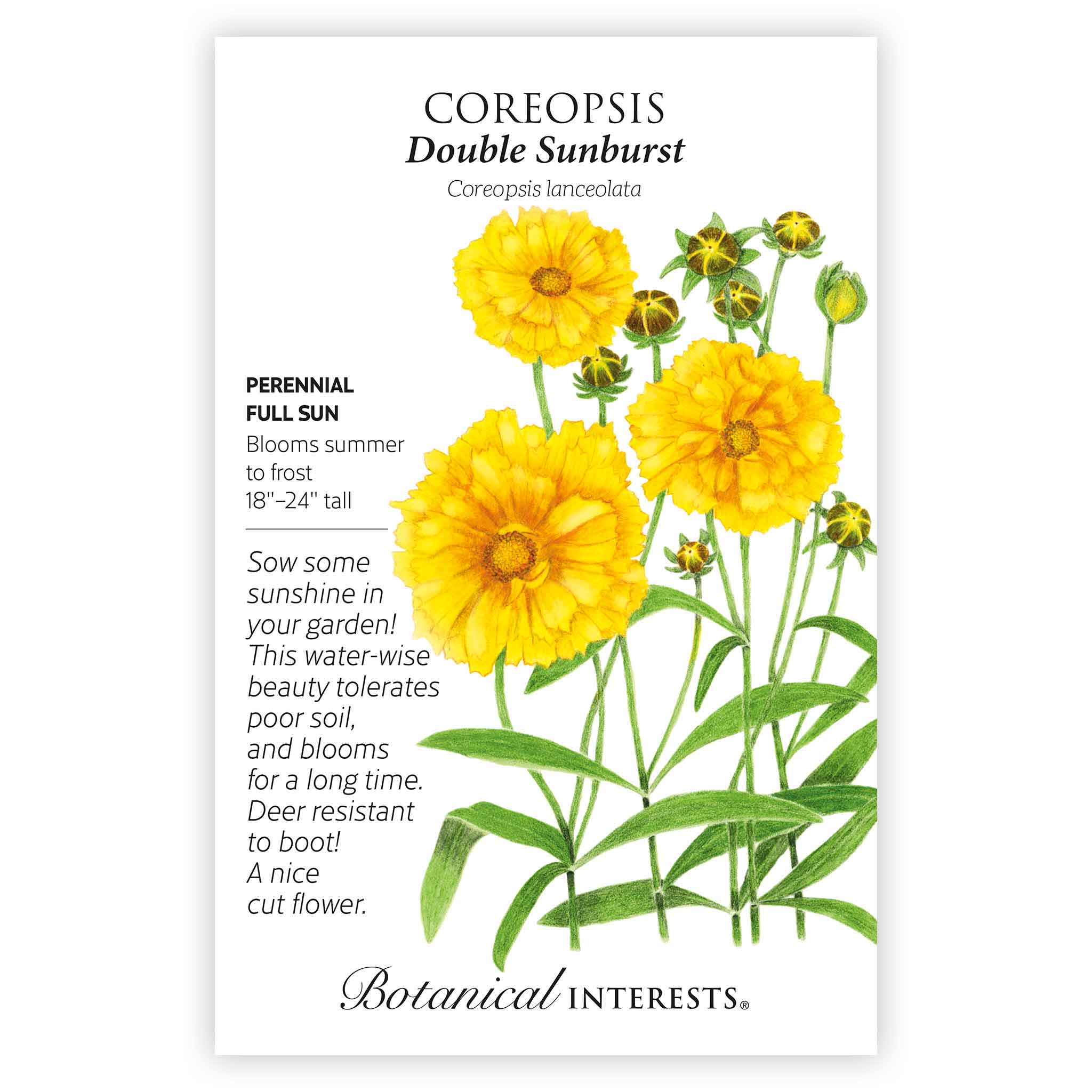 Double Sunburst Coreopsis Seeds