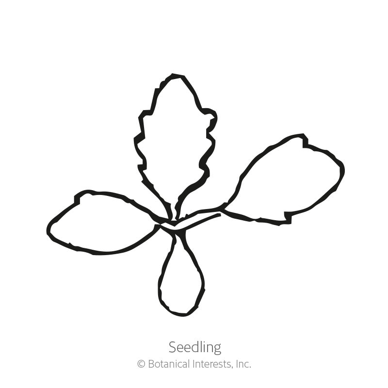 Alaska Shasta Daisy Seeds