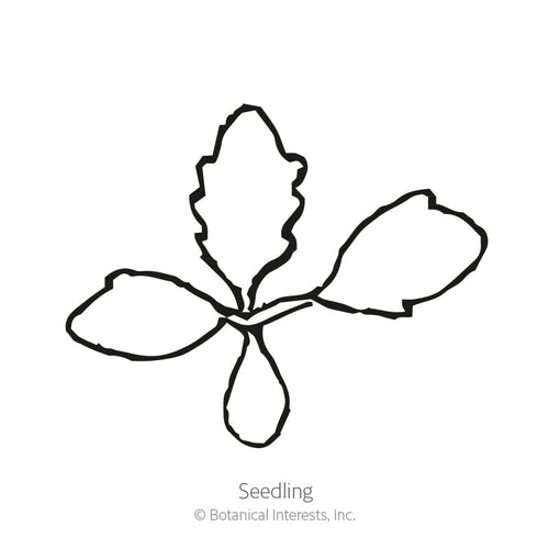 Alaska Shasta Daisy Seeds