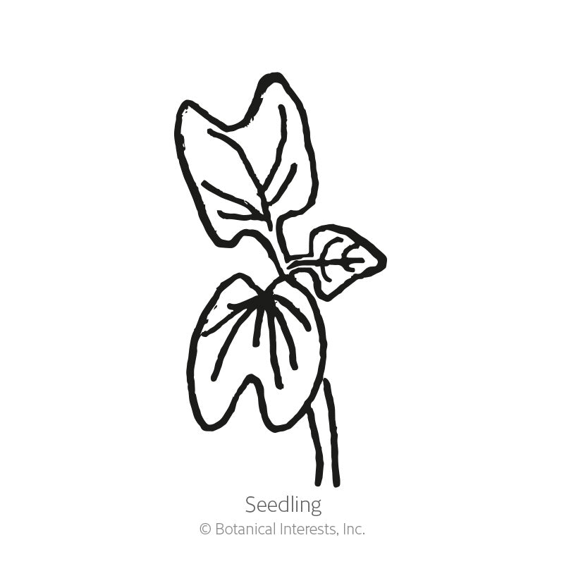 Heavenly Blue Morning Glory Seeds