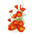 Mikado California Poppy Seeds