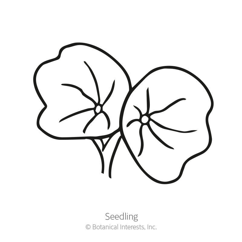 Cherry Rose Jewel Nasturtium Seeds