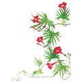 Cardinal Climber Seeds