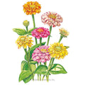 Peppermint Stick Zinnia Seeds