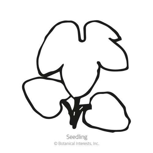 Butterfly Blend Delphinium Seeds