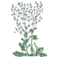 Steel Blue Sea Holly Seeds