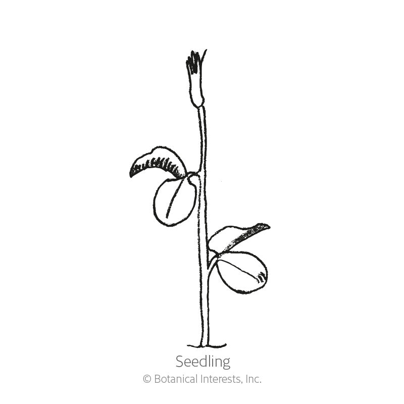 High Scent Sweet Pea Seeds
