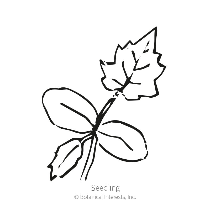 Luffa Gourd Seeds
