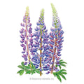 Sundial Lupine Bluebonnet Seeds
