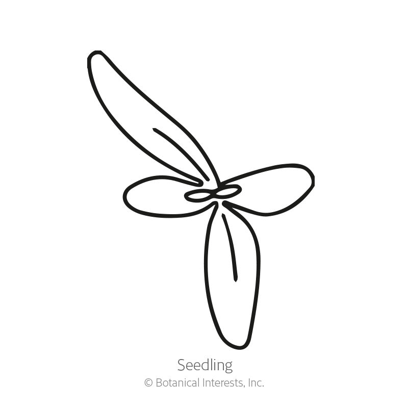 Sparkle Blend Iceplant (Livingstone Daisy) Seeds