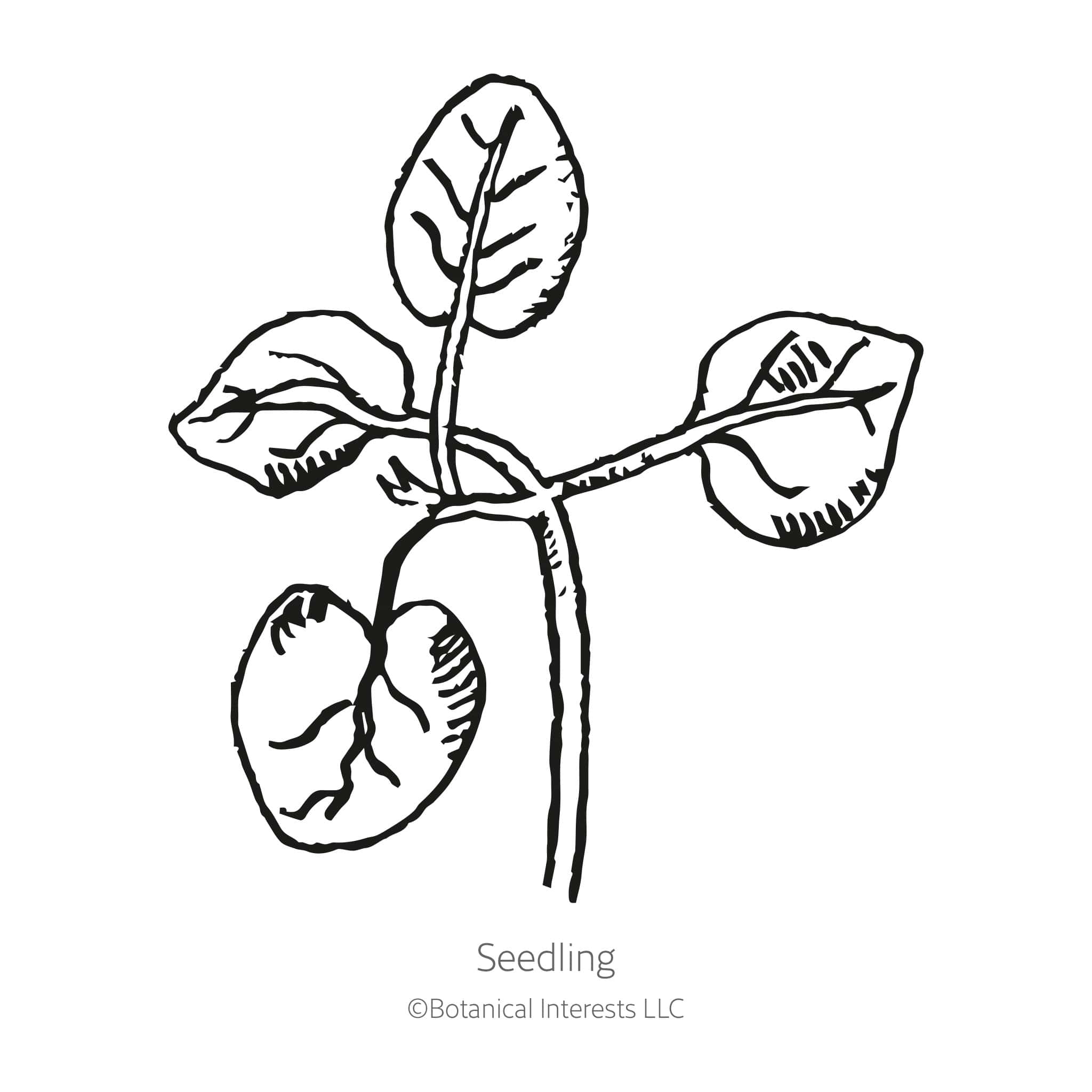 Night and Day Snapdragon Seeds