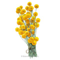 Drumstick Flower Craspedia Seeds