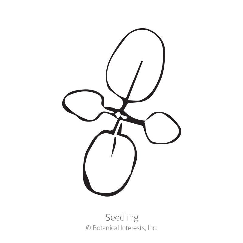 Baby Blue Eucalyptus Seeds