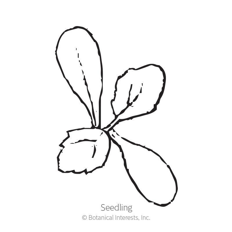 Cactus Flowered Blend Dahlia Seeds