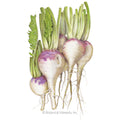 Purple Top White Globe Turnip Seeds