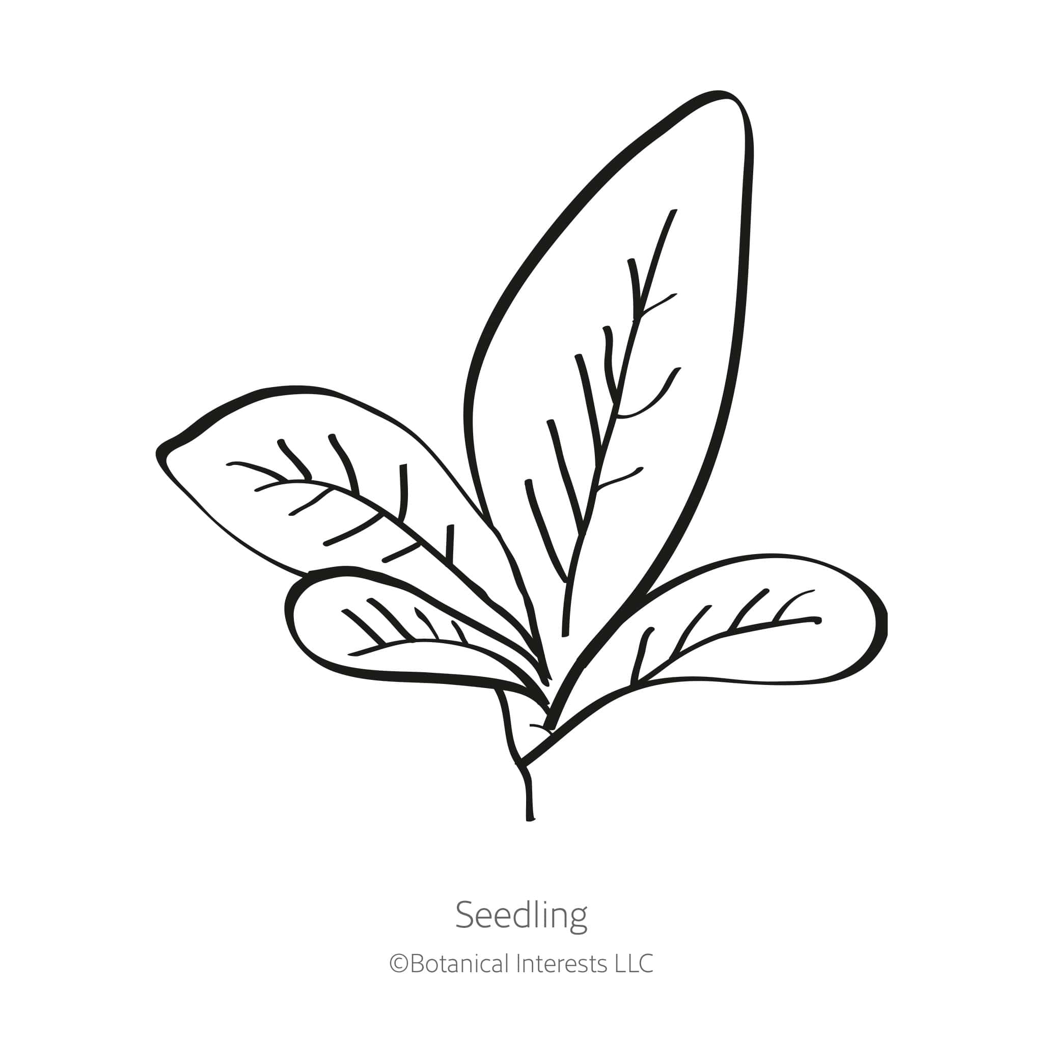 Burgundy Amaranth Seeds