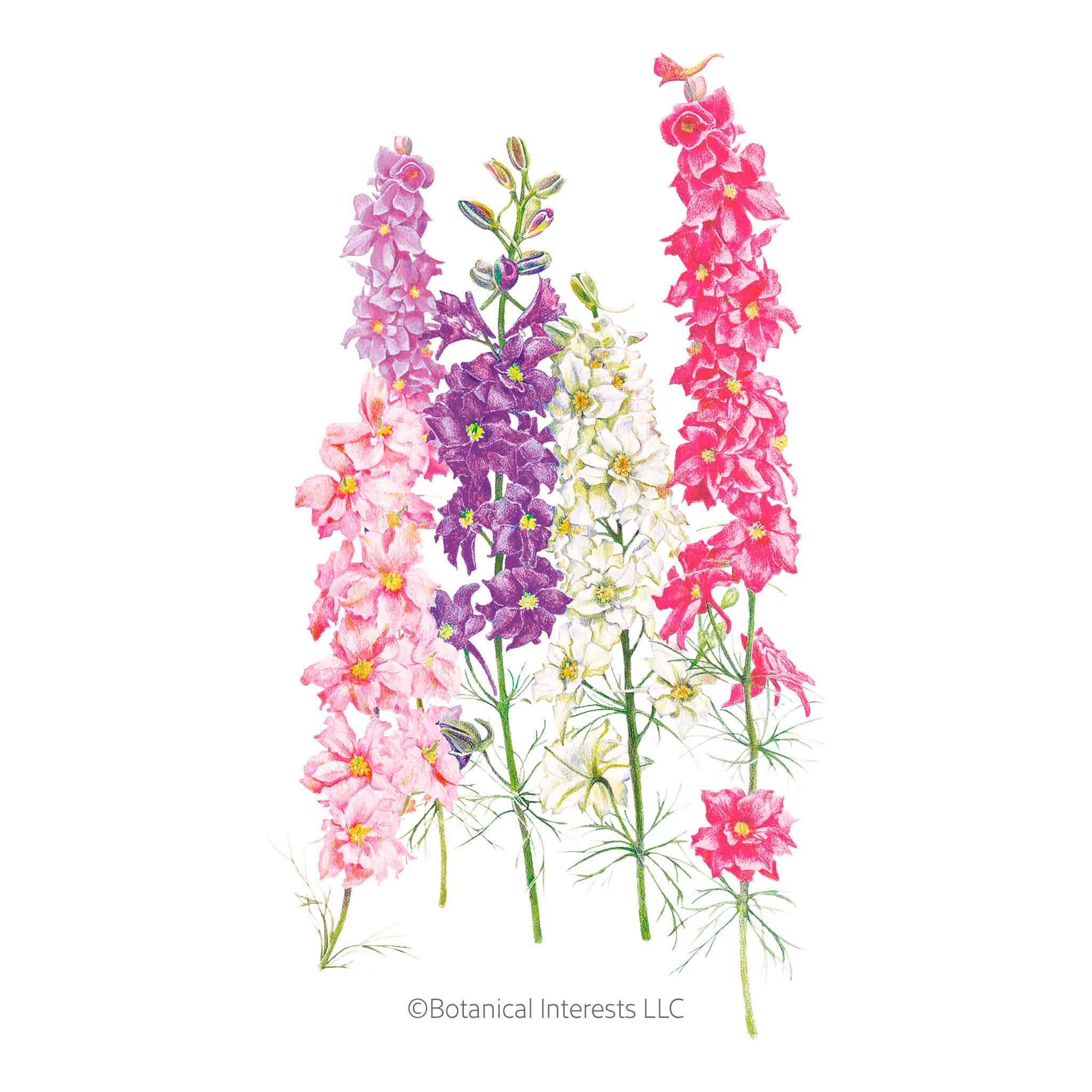 Galilee Blend Larkspur Seeds