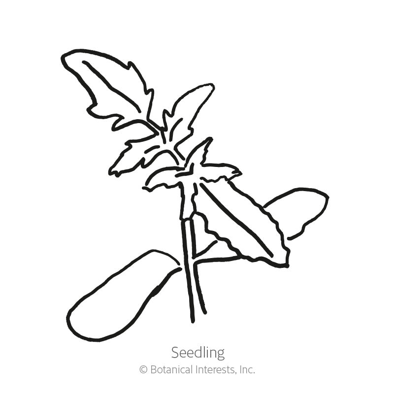 Beefsteak Pole Tomato Seeds