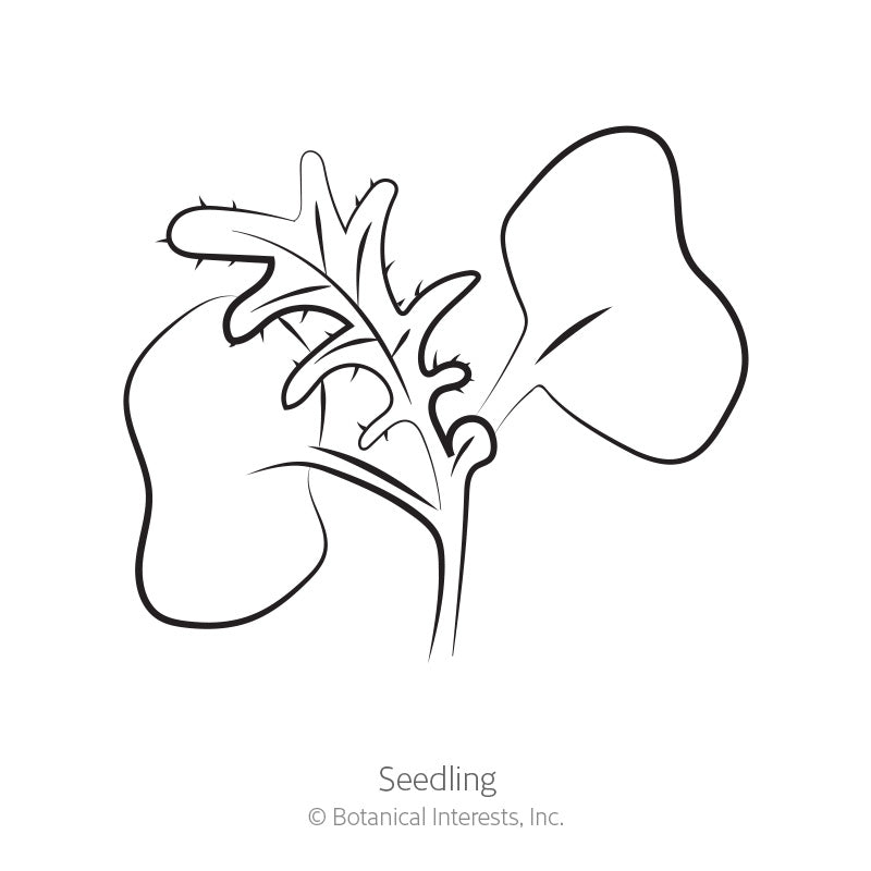 Red Russian Kale Seeds