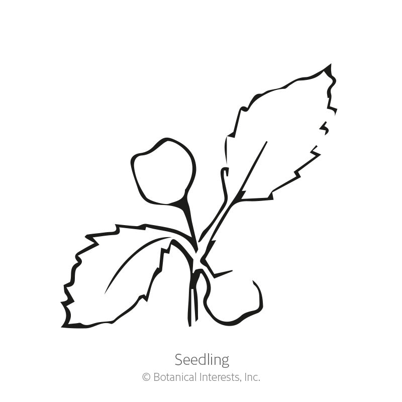 Rapini Broccoli Raab Seeds