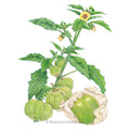 Grande Rio Verde Tomatillo Seeds
