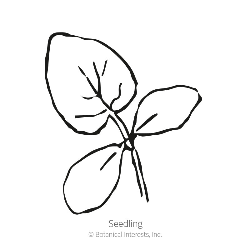 Hokus Gherkin Cucumber Seeds