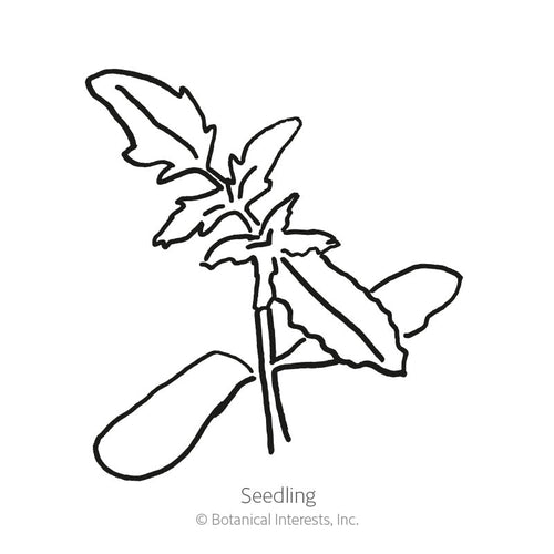 Black Krim Pole Tomato Seeds