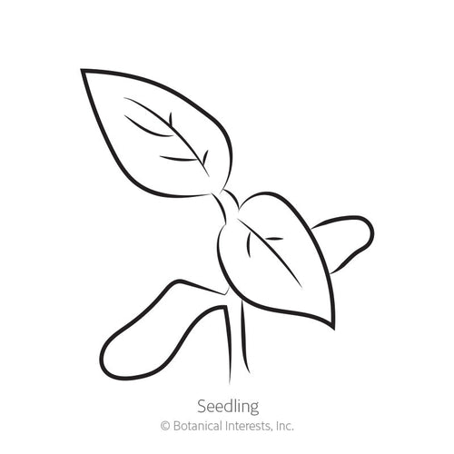 Brandywine Red & Yellow Blend Pole Tomato Seeds