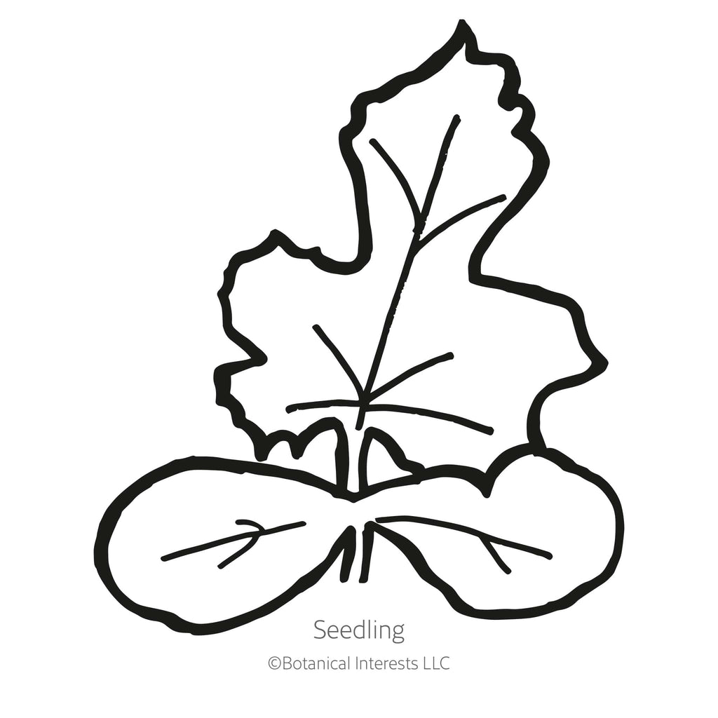 Mountain Sweet Yellow Watermelon Seeds