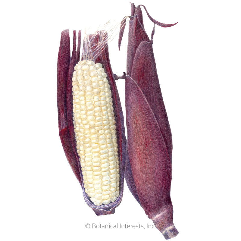 Martian Jewels Sweet Corn Seeds