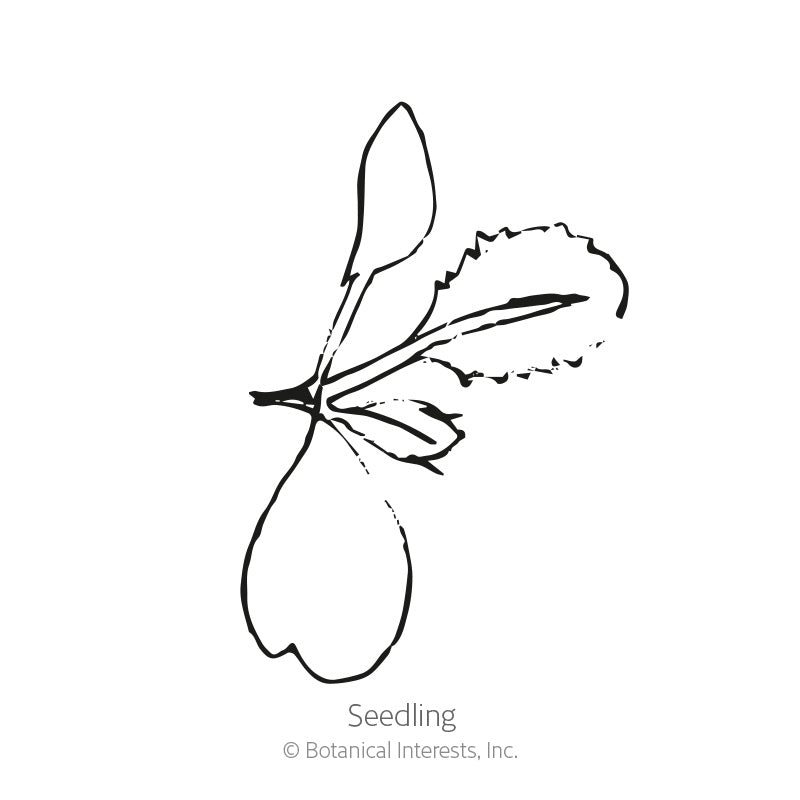 Burgundy Broccoli Seeds