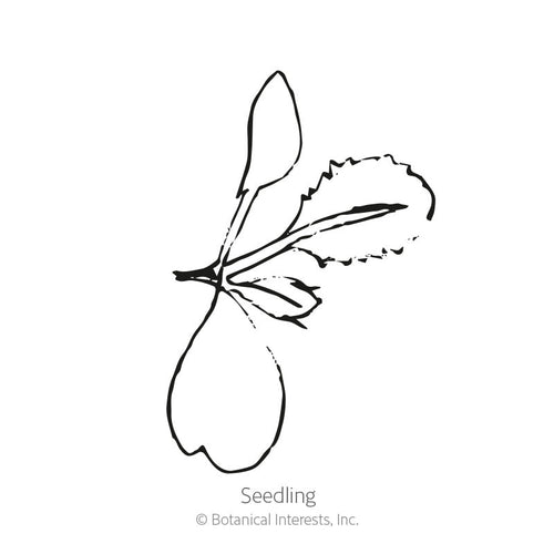 Burgundy Broccoli Seeds