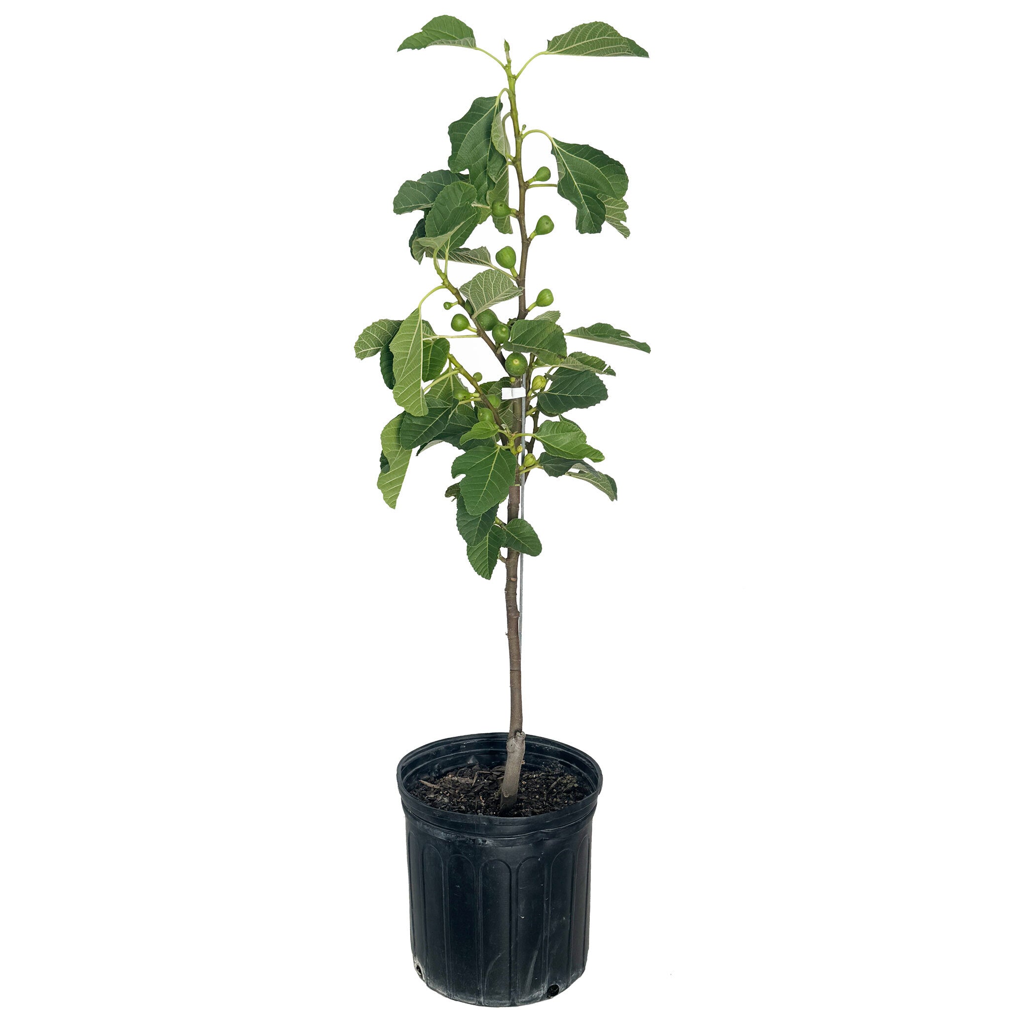 Fignomenal Fig