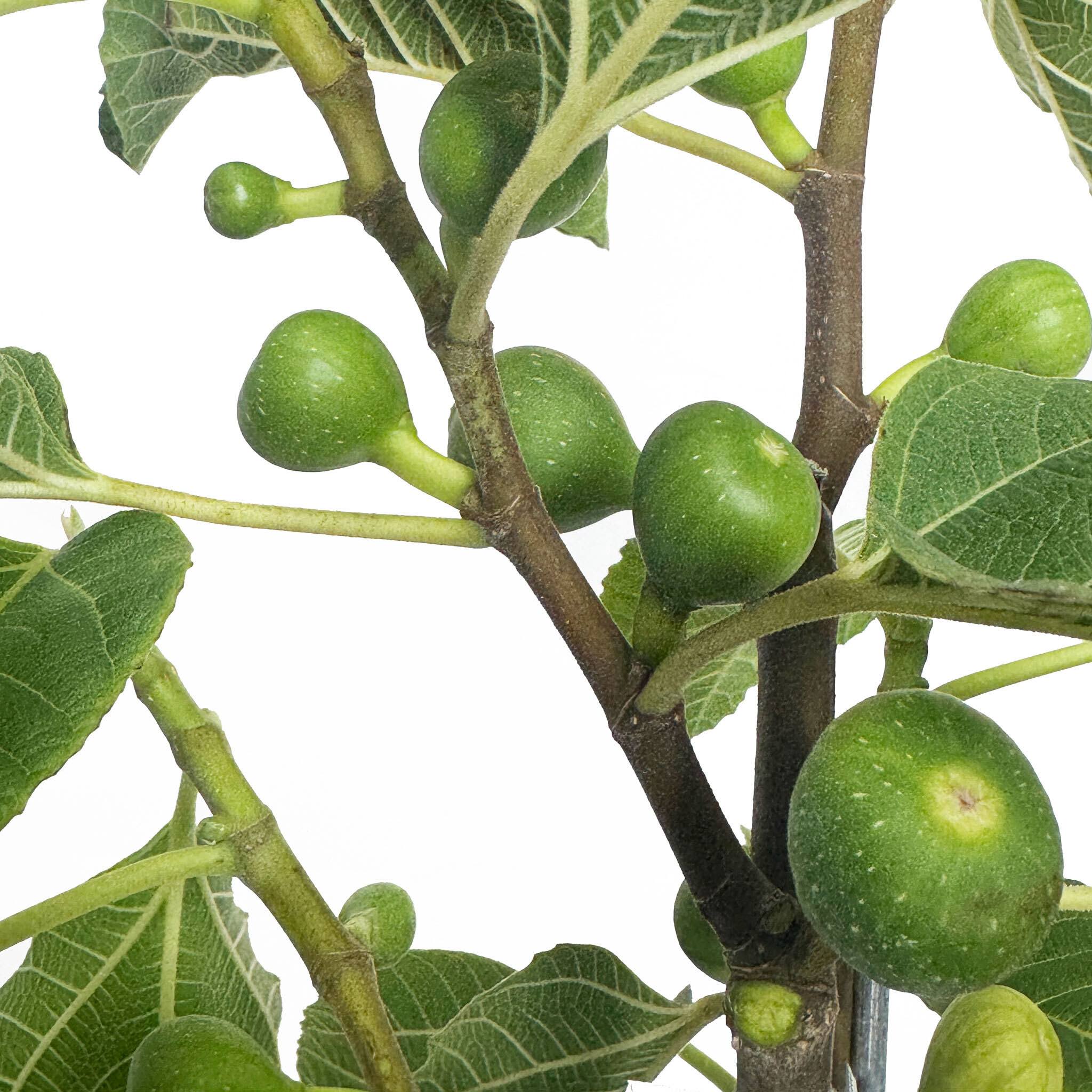 Fignomenal Fig