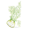 Dragon Fennel Seeds