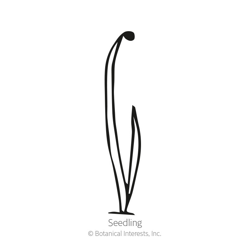 Common Chives Seeds