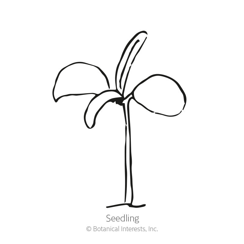 Rosemary Seeds