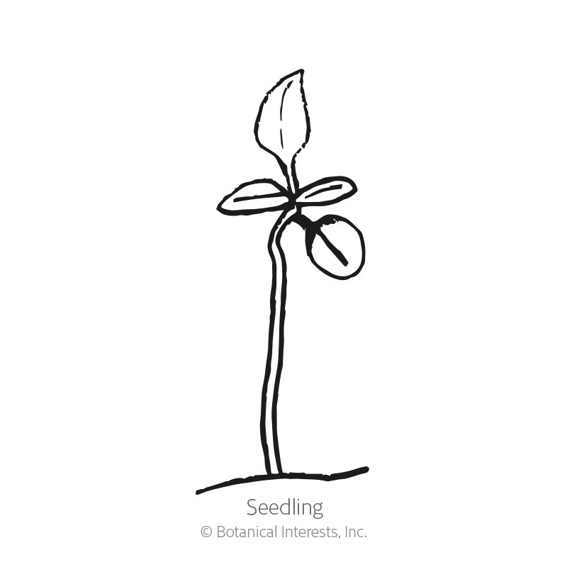 English Thyme Seeds
