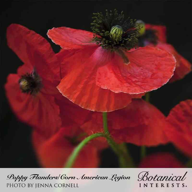 American Legion Corn Poppy Seeds