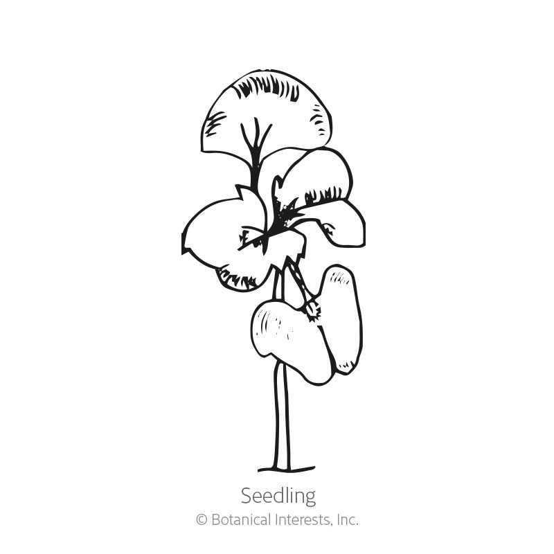 Everleaf Emerald Towers Basil Seeds