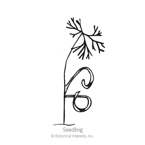 Bouquet Dill Seeds