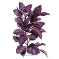 Purple Petra Basil Seeds